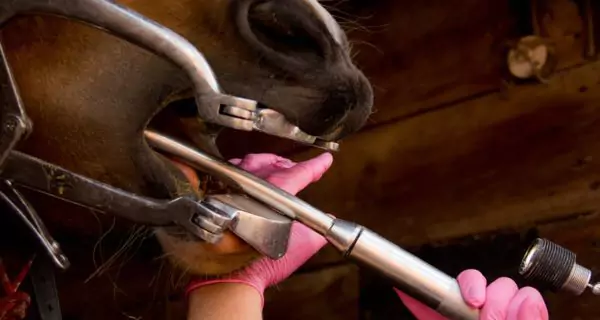What are horse teeth floating?