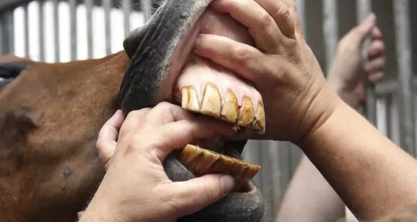 What are the risks of horse teeth floating?