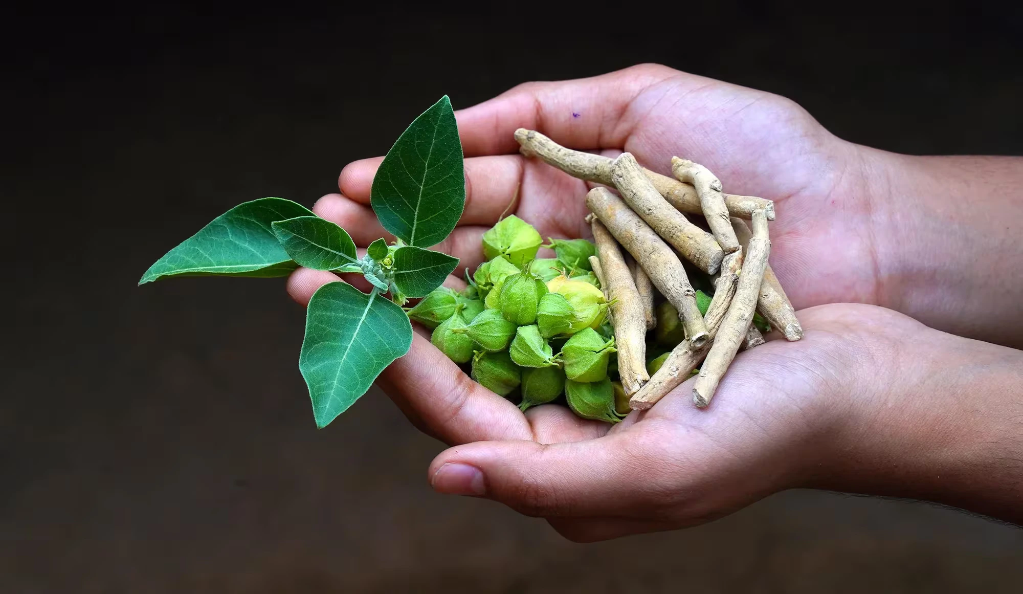 What Are the Ashwagandha Benefits for Oral Health?