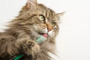 ¿El babeo en gatos puede ser señal de enfermedad dental?