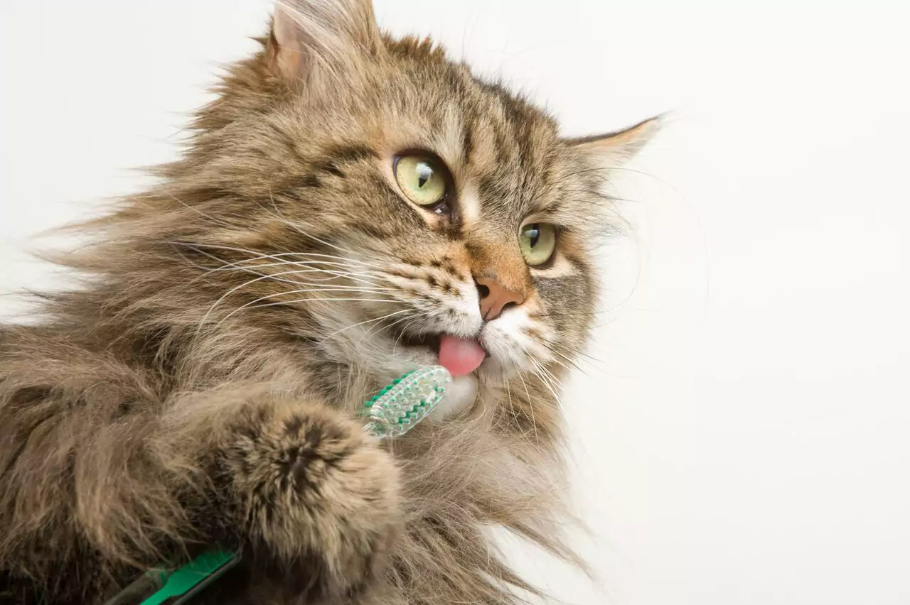 ¿El babeo en gatos puede ser señal de enfermedad dental?