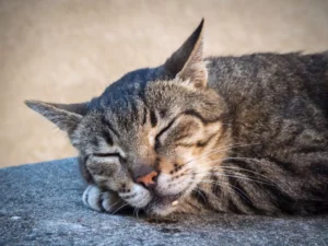 Is Cat Drooling Normal or a Sign of Dental Issues?