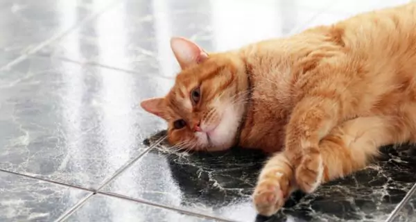 ¿El golpe de calor hace que los gatos babeen?