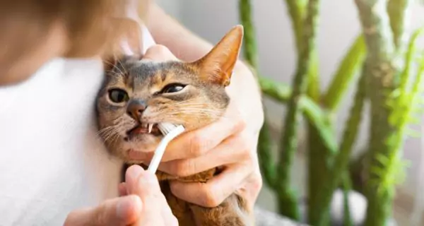 How can you prevent dental issues in cats?