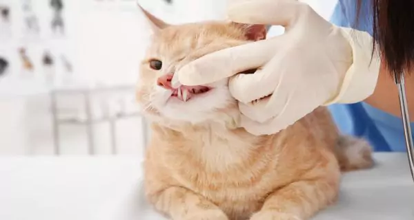 ¿Por qué el babeo en gatos suele estar ligado a problemas dentales?