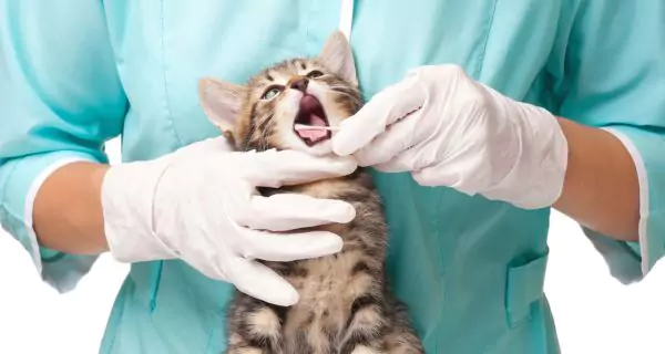 ¿Qué hacer si tu gato presenta babeo?