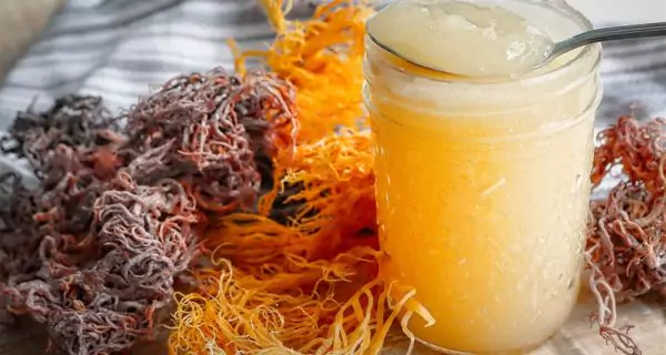 What is sea moss?