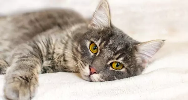 What other causes besides dental disease can make cats drool?