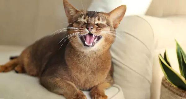 When should you worry about a cat drooling?