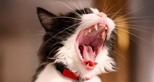 Why is cat drooling often linked to dental issues?