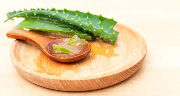 What is a Natural Antibiotic? Uses and Effectiveness 17 Aloe vera