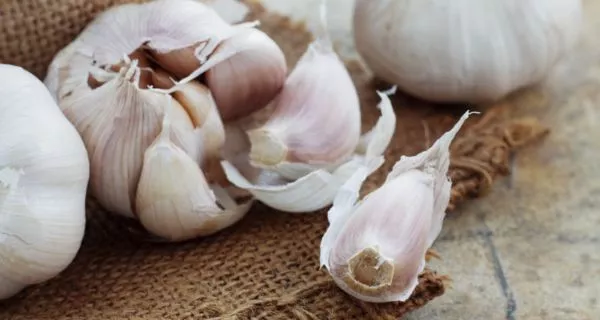 Garlic